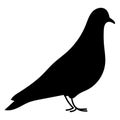 Black pigeon shadow isolated on white background. Dove silhouette, Bird Royalty Free Stock Photo