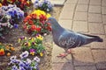 Black pigeon walking near flowers Royalty Free Stock Photo