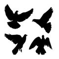 Black pigeons silhouette