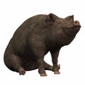 Black Piggie - 02 Royalty Free Stock Photo