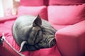 Black piggy on sofa Royalty Free Stock Photo