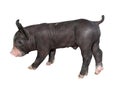 Black piglet,kurobuta Royalty Free Stock Photo
