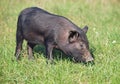 The black pigling on green lawn Royalty Free Stock Photo