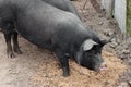 Black pigs on a european farm. Royalty Free Stock Photo