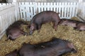 Black pigs farm Royalty Free Stock Photo