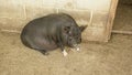 Vietnamese pigs resting in a barn Royalty Free Stock Photo