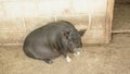 Vietnamese pigs resting in a barn Royalty Free Stock Photo