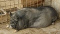 Vietnamese pigs resting in a barn Royalty Free Stock Photo