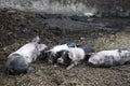 Black pigs at farm