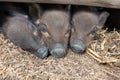 Black Pigs Royalty Free Stock Photo