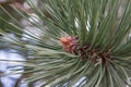 Black Pine branch Royalty Free Stock Photo