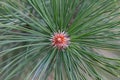 The Black Pine branch Royalty Free Stock Photo