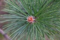 The Black Pine branch Royalty Free Stock Photo