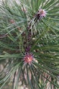 The Black Pine branch Royalty Free Stock Photo