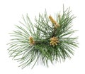 Black pine branch Royalty Free Stock Photo