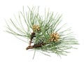 Black pine branch Royalty Free Stock Photo