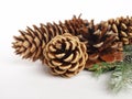 Black pine cone