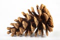 Black pine cone - Pinus nigra Arn. Cones that fell to the ground from a tree on a white table Royalty Free Stock Photo