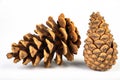 Black pine cone - Pinus nigra Arn. Cones that fell to the ground from a tree on a white table