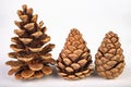 Black pine cone - Pinus nigra Arn. Cones that fell to the ground from a tree on a white table Royalty Free Stock Photo