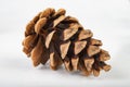 Black pine cone - Pinus nigra Arn. Cones that fell to the ground from a tree on a white table Royalty Free Stock Photo
