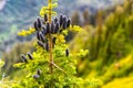 Black Pine Cones Close-up on a Sunny Day Royalty Free Stock Photo