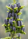 Black Pine Cones Crowd the top of Tree Royalty Free Stock Photo