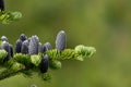 Black Pine Cones Grow On Pine Boughs Royalty Free Stock Photo