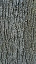 Black pine tree bark texture background. Close up shot Royalty Free Stock Photo