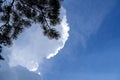 Black pine tree branch silhouette on blue sky with white cloud Royalty Free Stock Photo