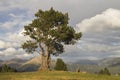 black pine tree in the mountains Royalty Free Stock Photo