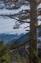 Black Pine tree and Pyrenees mountains