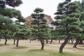Black Pine trees at the Kokyogaien National gardens