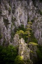 Black Pine Trees and Rocks Royalty Free Stock Photo