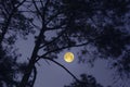 Black pine trees in full moon night in winter Royalty Free Stock Photo