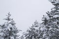 Black pine trees under the white snow, wintry landscape Royalty Free Stock Photo