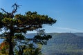 Black Pine Trees in The Vienna Woods