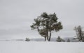 Black pine on the white snow Royalty Free Stock Photo