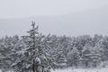 Black pines covered of snow Royalty Free Stock Photo