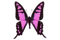 Black and pink butterfly Royalty Free Stock Photo