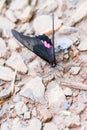 Black and pink butterfly Royalty Free Stock Photo