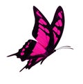 Black and pink butterfly flying Royalty Free Stock Photo