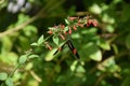 Black and Pink Butterfly Polinating a Red Flower Royalty Free Stock Photo