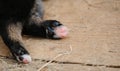 Concept of pet body part without face, minimalism. Black and pink pads hind paws of newborn puppy close up. Little dog Royalty Free Stock Photo