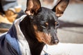 Black pinscher miniature portrait outdoor