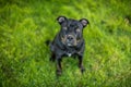 Black pit bull with puppy eyes Royalty Free Stock Photo