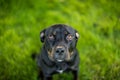 Black pit bull with puppy eyes Royalty Free Stock Photo