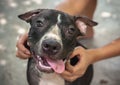 Black Pit bull puppy looking smile funny sitting on concrete background