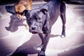 Black pit bull standing in friendly attitude