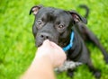 A Pit Bull Terrier mixed breed dog taking a treat from a person Royalty Free Stock Photo